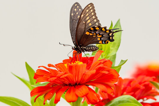 Beautiful black swallowtail butterfly perched on bright orange zinnia flower in garden with white background