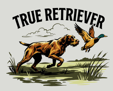 True retriever dog hunting mallard duck illustration. Vintage outdoor marsh scene. German Wirehaired Pointer chasing waterfowl.
