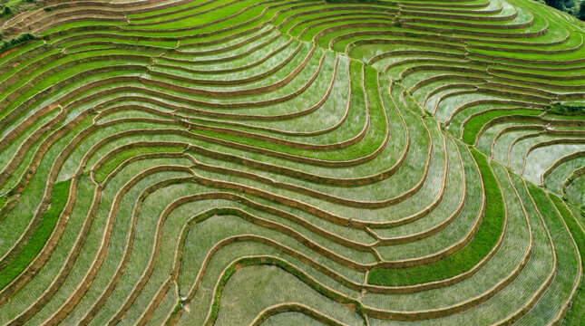 Aerial abstraction of lush green rice terraces forming rhythmic contour lines