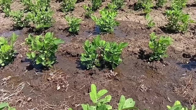 Cinematic Panning Shot of a Peanut Field with Flood Irrigation, Water Flowing Through Arachis Hypogaea Crop Rows from Close to Far Perspective