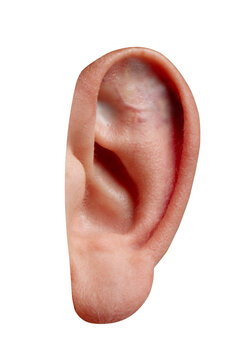 Close-up of a human ear isolated on transparent background, showing realistic skin texture and detail. Suitable for healthcare, education, or communication concepts.