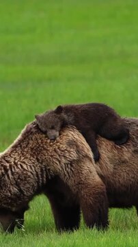 Grizzly bear mother walking slowly through a vibrant green meadow while her tiny fluffy cub takes a cozy nap resting securely on her broad back in this beautiful wildlife video motion footage captured