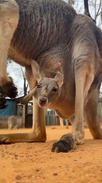 Amazing View: Joey Peeking Out of Kangaroo Pouch!