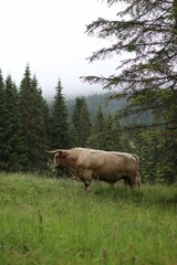Fototapeta premium The cow is in a meadow by the forest in the mountains.
