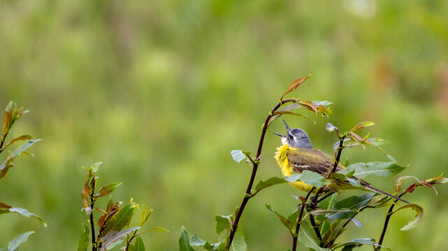 Blue-headed wagtail (Motacilla flava) singing in a shrub,  in Driemanspolder, Zoetermeer