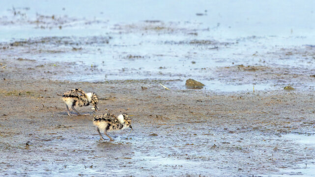 Two very young chicks of northern lapwing (Vanellus vanellus) foraging on a mudflat in Driemanspolder, Zoetermeer