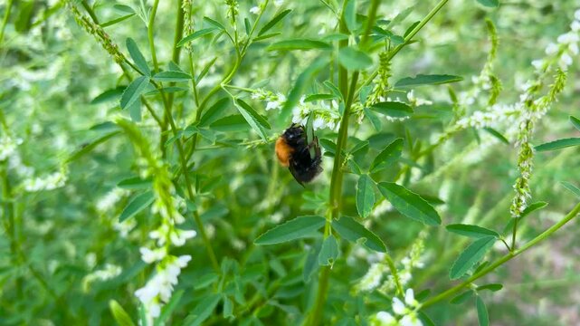 A bumblebee feeds on delicate white sweet clover blossoms in a summer field. This close-up captures the pollinator moving along Melilotus albus, highlighting these honey-bearing herbs in their habitat