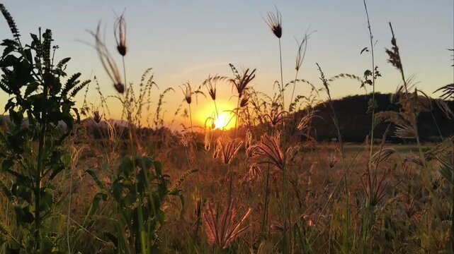 A striking silhouette of wild feather grass during a golden hour sunset, with the sun low on the horizon creating a bright lens flare with vibrant orange sky