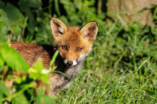 Close up of a young red fox (Vulpes vulpes) looking into camera, in Buytenpark, Zoetermeer