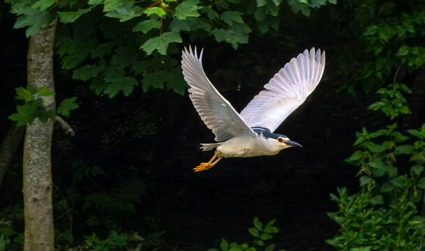 Black-crowned night-heron (Nycticorax nycticorax) in flight against a dark background, in Flevo park, Amsterdam