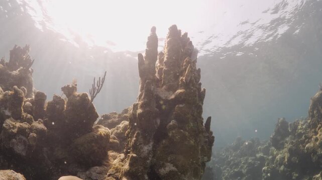 Underwater Dead Pillar Coral Reef Backlit by Sunlight in Utila, Honduras