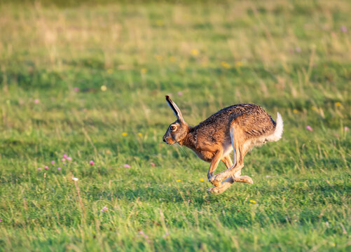 running rabbit