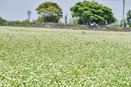 Vast landscape of white buckwheat blooms and a macro view of delicate petals against a blurred background highlighting peaceful rural agriculture and regional tourism concepts.