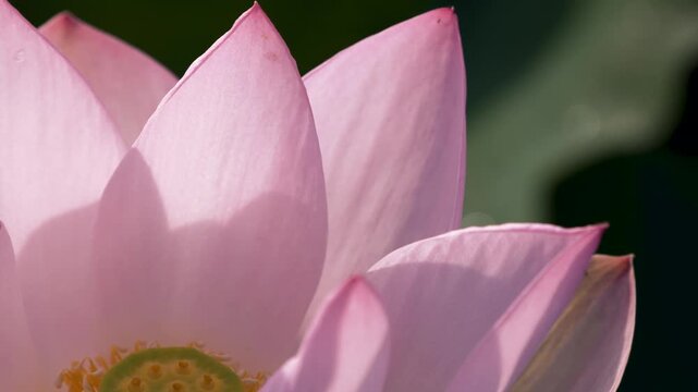 蓮の花の美しいクローズアップ
