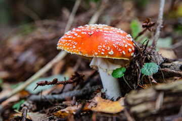 Fototapeta premium Red mushroom Amanita muscaria in the forest floor