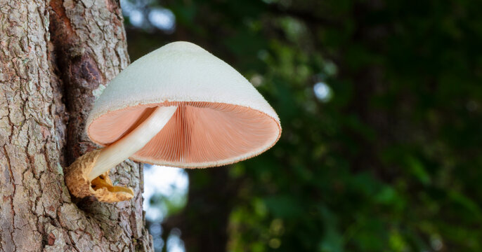 Bright mushroom on a dogweed tree