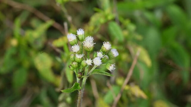 Ageratum conyzoides flowers. Its common name is billygoat-weed,&nbsp;goatweed,&nbsp;whiteweed,&nbsp;mentrasto. It is an invasive weed with flowers ranging from white to pale purple.