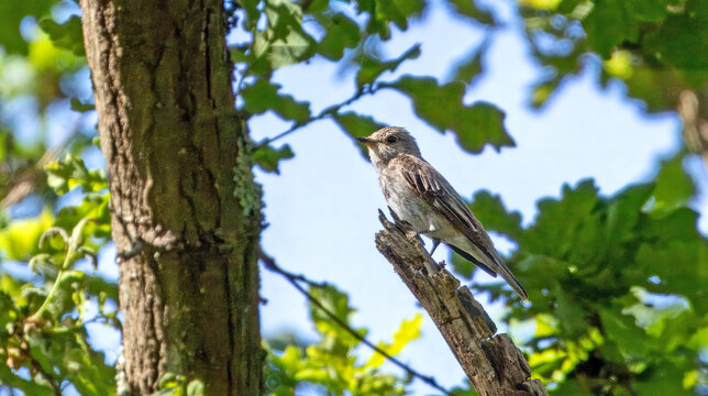 Spotted flycatcher (Muscicapa striata) perched in an oak tree, in Meyendel dune reserve .