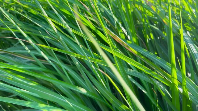 Green grass stems close up. Bright sunlight illuminates fresh green field in summer. Wind blowing through long blades of tall wild grass. Natural background for ecology or environment concept.