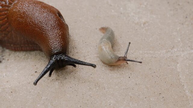 Macro shoot of snails crawling on wet sand 