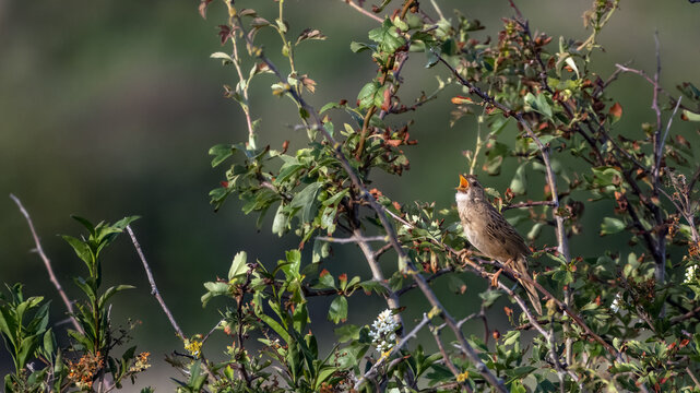 Singing common grasshopper warbler (Locustella naevia) with open beak sitting in a hawthorn bush on a sunny morning, in Meyendel dune reserve ..