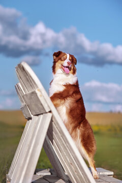 A happy Australian Shepherd (Aussie) dog stands on hind legs, leaning on a white wooden bench under a blue sky with clouds. Dynamic, joyful outdoor pet portrait, great for active lifestyle and pet ads