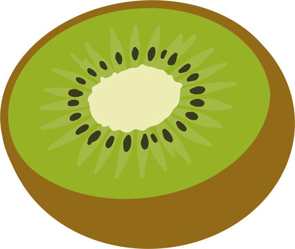 Half slice of fresh green kiwi fruit, juicy kiwi section vector illustration
