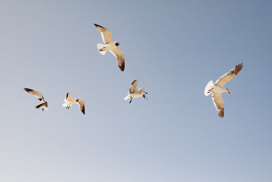 Gaviotas en vuelo