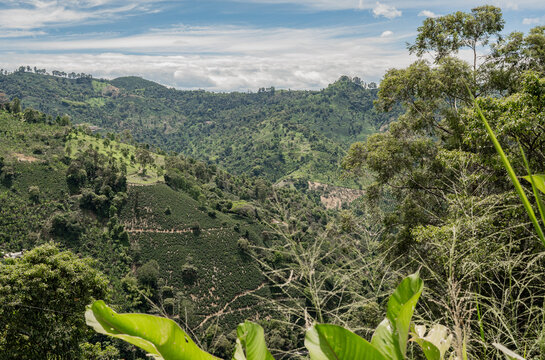 Paisaje monta&ntilde;oso con cultivos de caf&eacute; y exuberante vegetaci&oacute;n en la regi&oacute;n cafetera de Colombia