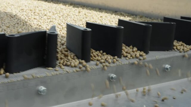 A close-up shot shows thousands of round yellow soybeans cascading evenly over a vibrating metal separator tray with black dividers.