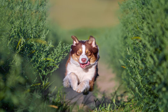    Action shot of Australian Shepherd (Aussie) running in a jump toward camera among lush green bushes. Dynamic energetic pet portrait, perfect for premium dog food advertising, banner, cover and post