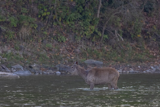 Sambar deer (Rusa unicolor) standing near river in the forest of Corbett National park.