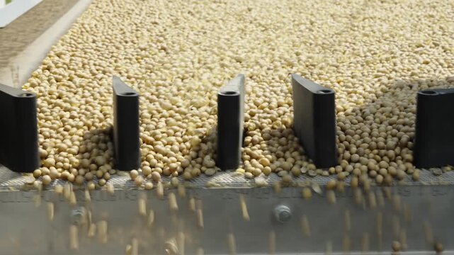 A close-up shot shows thousands of round yellow soybeans cascading evenly over a vibrating metal separator tray with black dividers.
