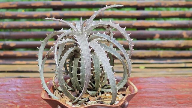 Potted Dyckia bromeliad on wooden table.