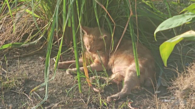 Cute orange domestic cat Felis catus resting peacefully in the shade under tall green grass on a bright sunny day in the countryside