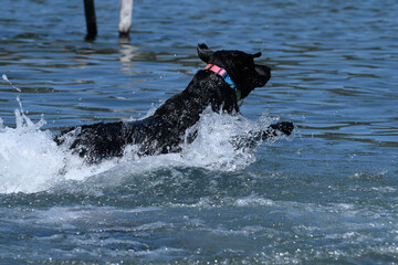 Fototapeta premium labrador
