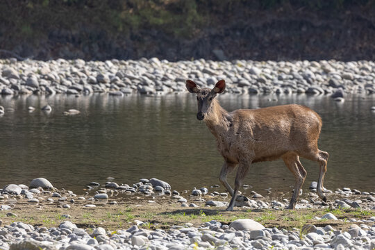 Sambar deer (Rusa unicolor) standing near river in the forest of Corbett National park.