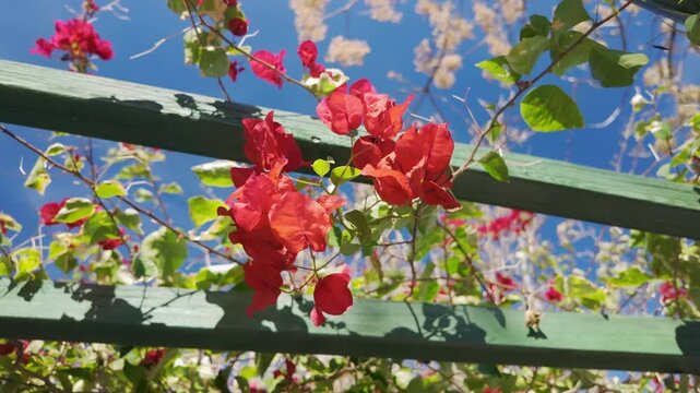 Zoom in on vivid red bougainvillea flowers climbing a green wooden pergola under blue sky.