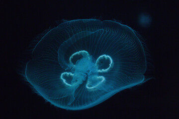 jellyfish under water © Dániel