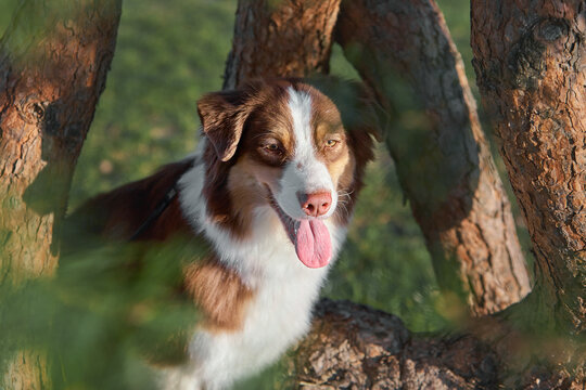    A cute Australian Shepherd (Aussie) dog peeks from behind pine tree trunks with its tongue out. Friendly outdoor pet portrait in warm sunlight, perfect for commercial pet banners and ads.