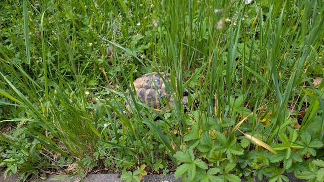 Schildkr&ouml;ten