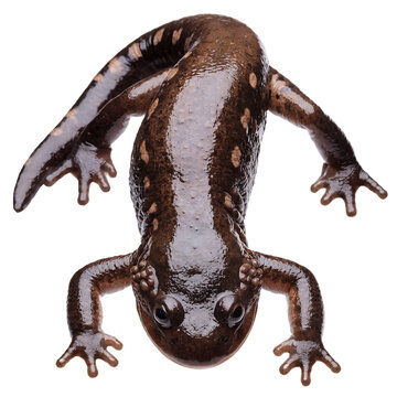 Spotted black salamander amphibian crawling isolated on transparent background