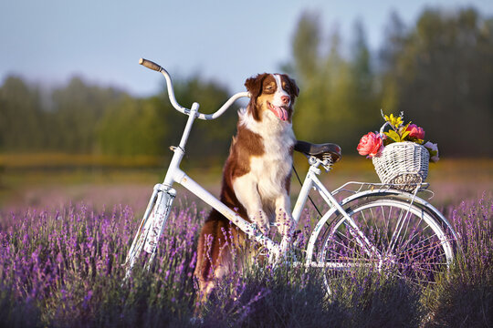  A happy Australian Shepherd (Aussie) dog posing with a white vintage bicycle with a flower basket in a lavender field. Summer sunny day, joyful pet portrait for commercial ads and banners.
