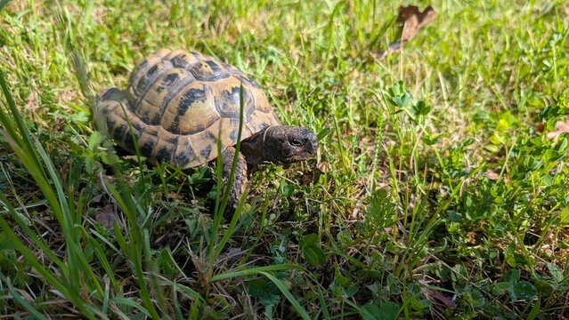 Schildkr&ouml;ten