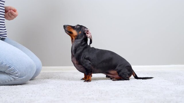 A black and tan dachshund dog spins in a circle on a carpeted floor while a woman kneeling nearby holds out a treat, training the pet with a trick command indoors.