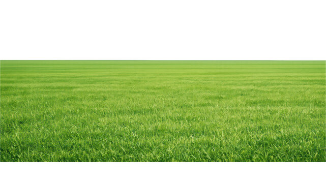 PNG Vast green field landscape