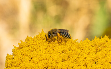 A close-up of a bee collecting nectar and pollen on a bright yellow yarrow inflorescence. The insect is covered in golden pollen, with detailed wings and antennae. Macro photography of wildlife on a s © yevgeniysh