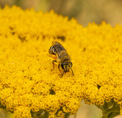 A close-up of a bee collecting nectar and pollen on a bright yellow yarrow inflorescence. The insect is covered in golden pollen, with detailed wings and antennae. Macro photography of wildlife on a s © yevgeniysh