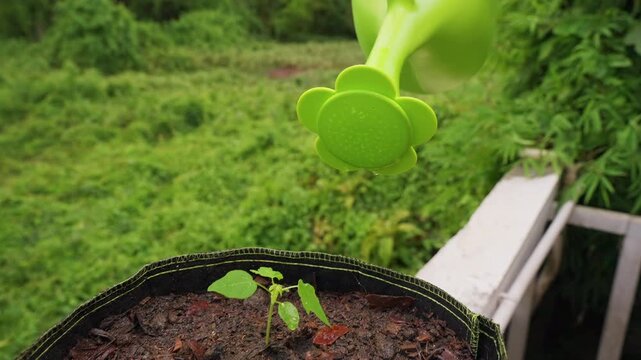 Water Falls in Slow Motion from a Green Watering Can beside a Young Papaya Seedling, Moistening Soil in a Black Fabric Pot Outdoors