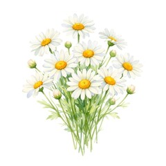 Fototapeta premium Delicate daisies in watercolor illustration.
